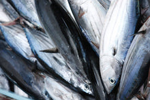 Load image into Gallery viewer, Santa Catarina Gourmet Tuna Fillets with Fennel and Olive Oil
